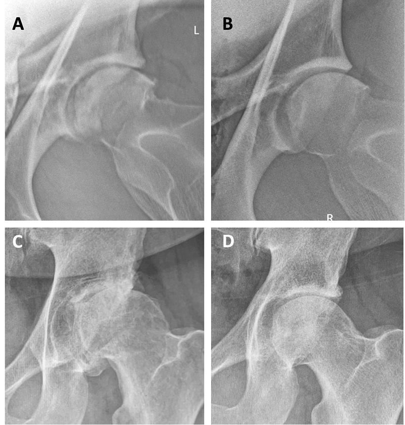Osteoarthritis In Horses Is There a New Option?